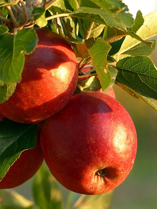 Read more about the article Health benefits of eating apple